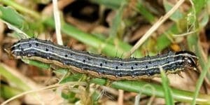 an armyworm