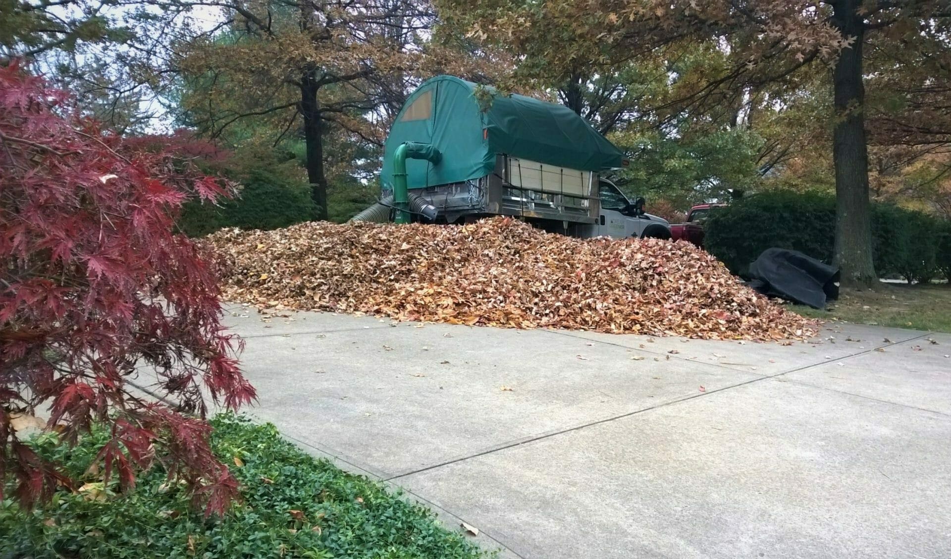 Way to continue maintenance with leaf removal