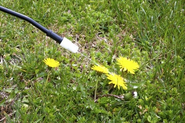 herbicide killing weeds
